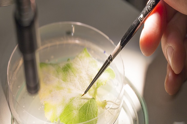 Plant Pathology