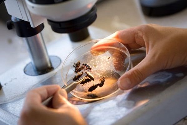 Medical Entomology