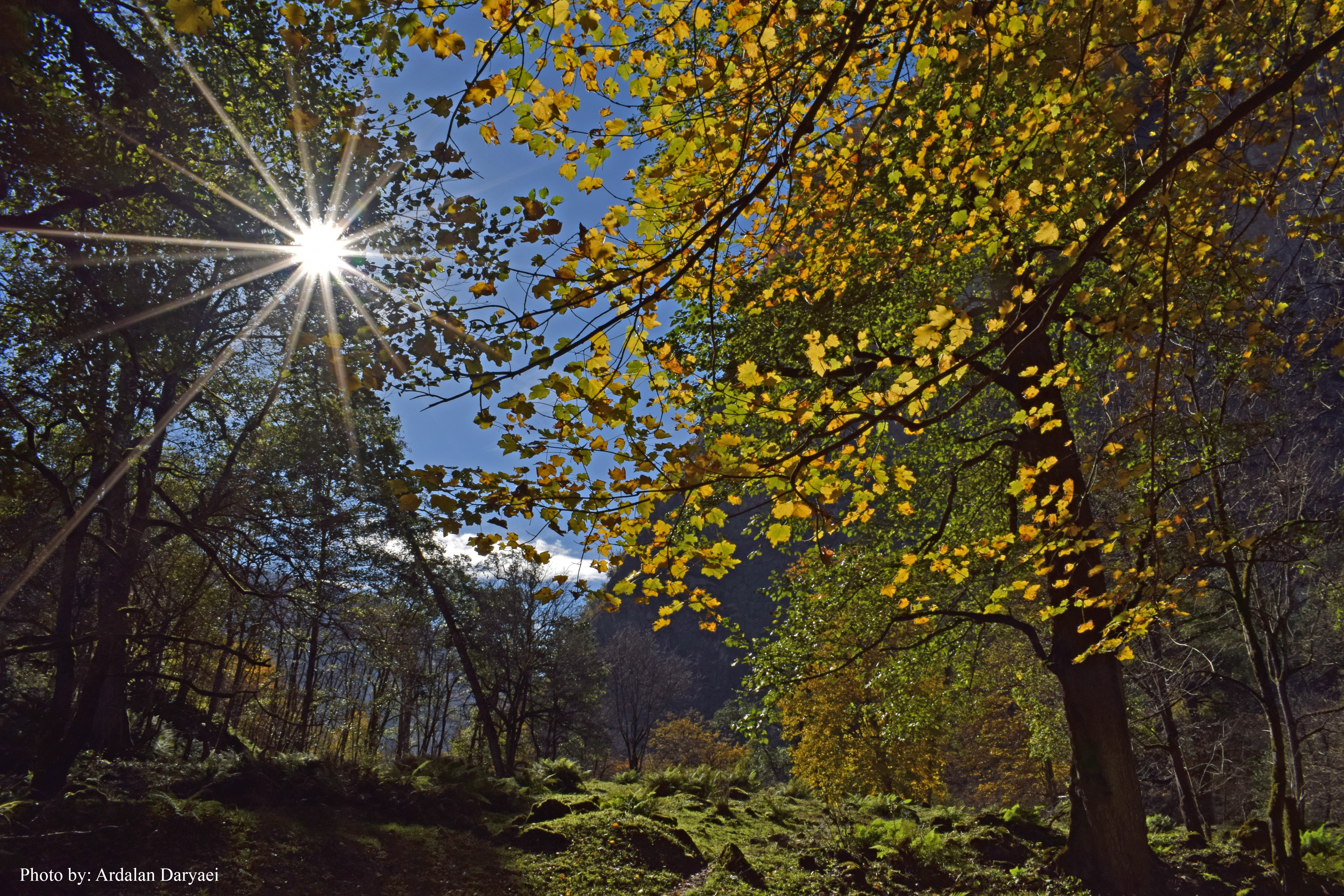 Forest