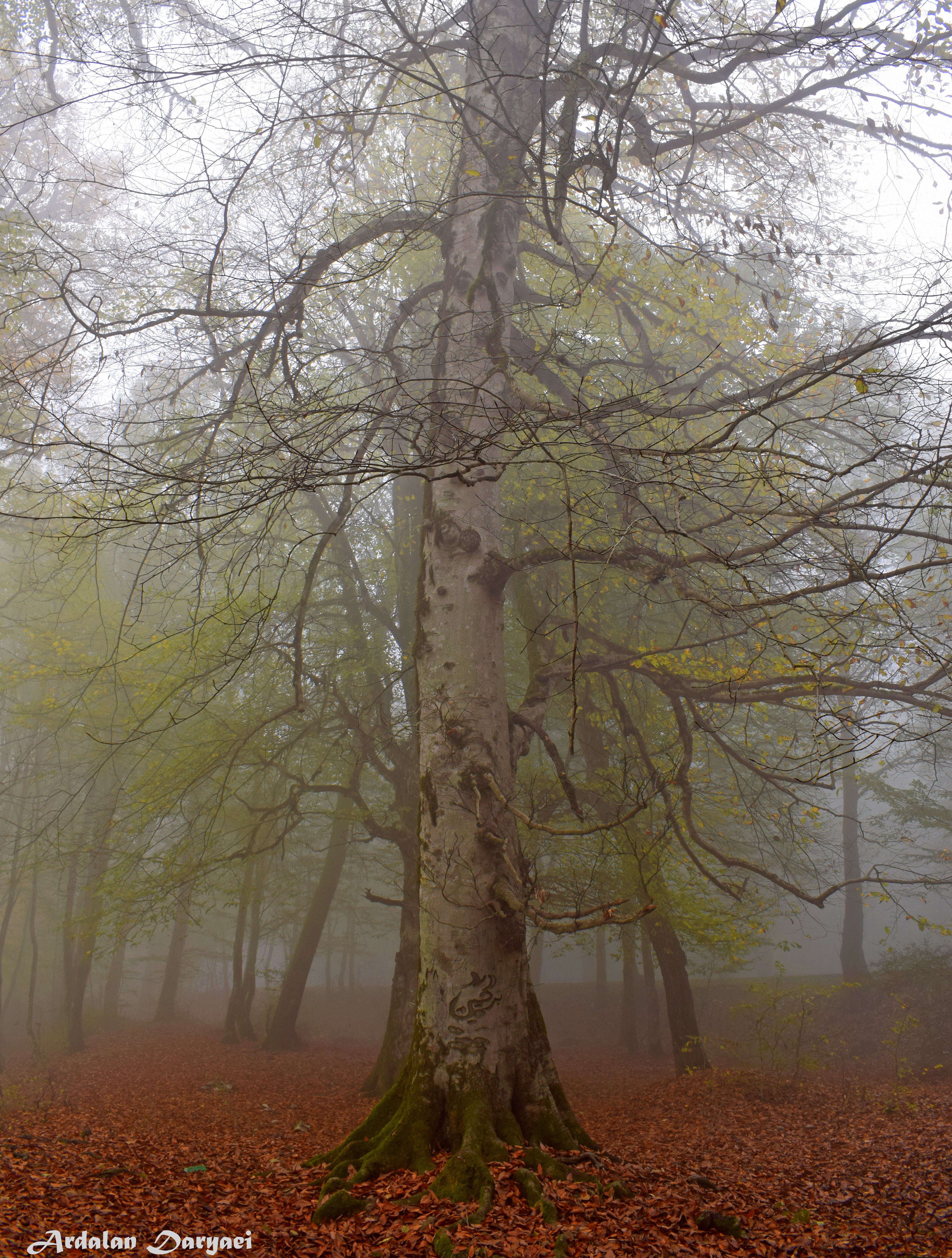 Forest