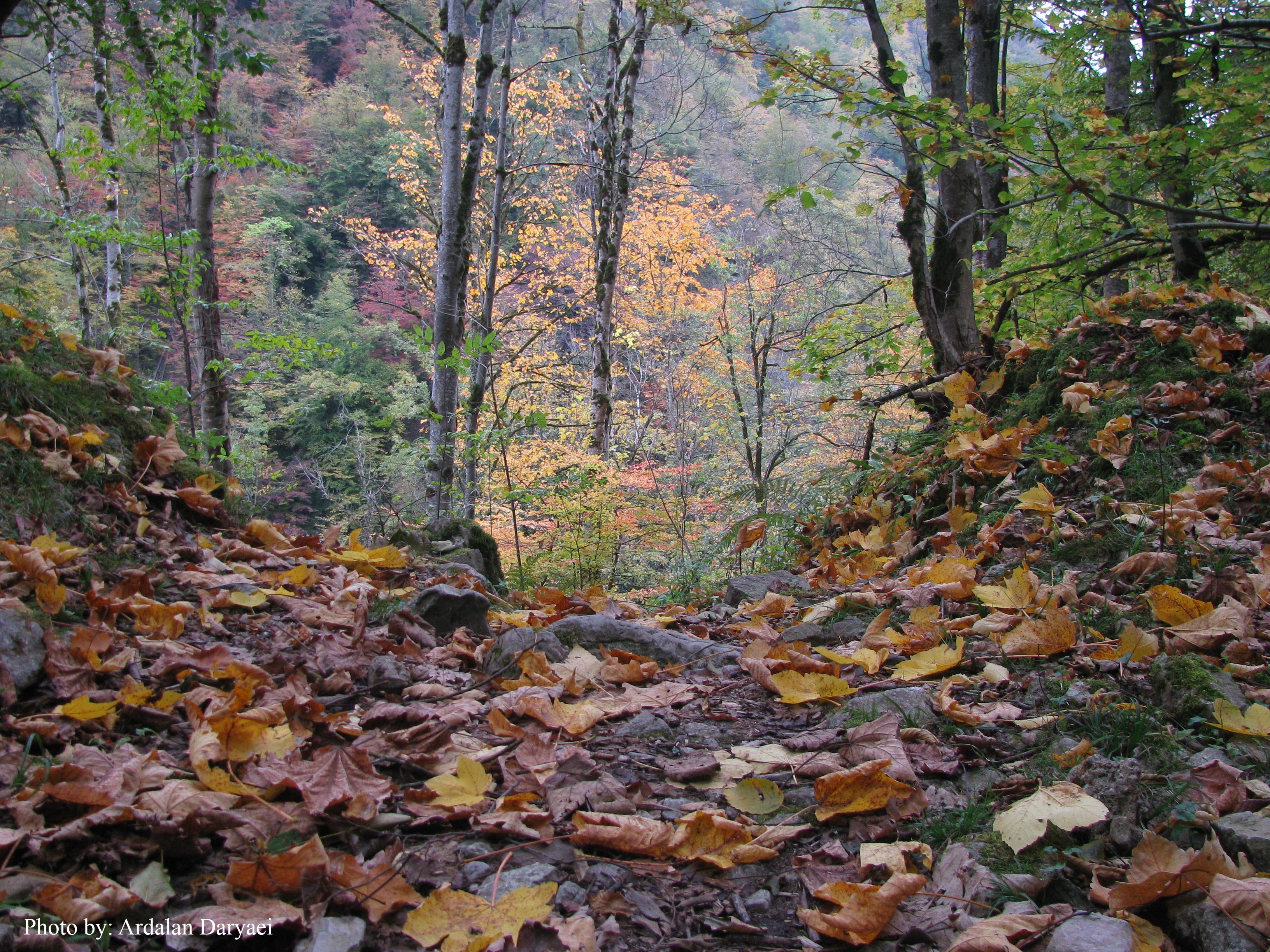 Forest