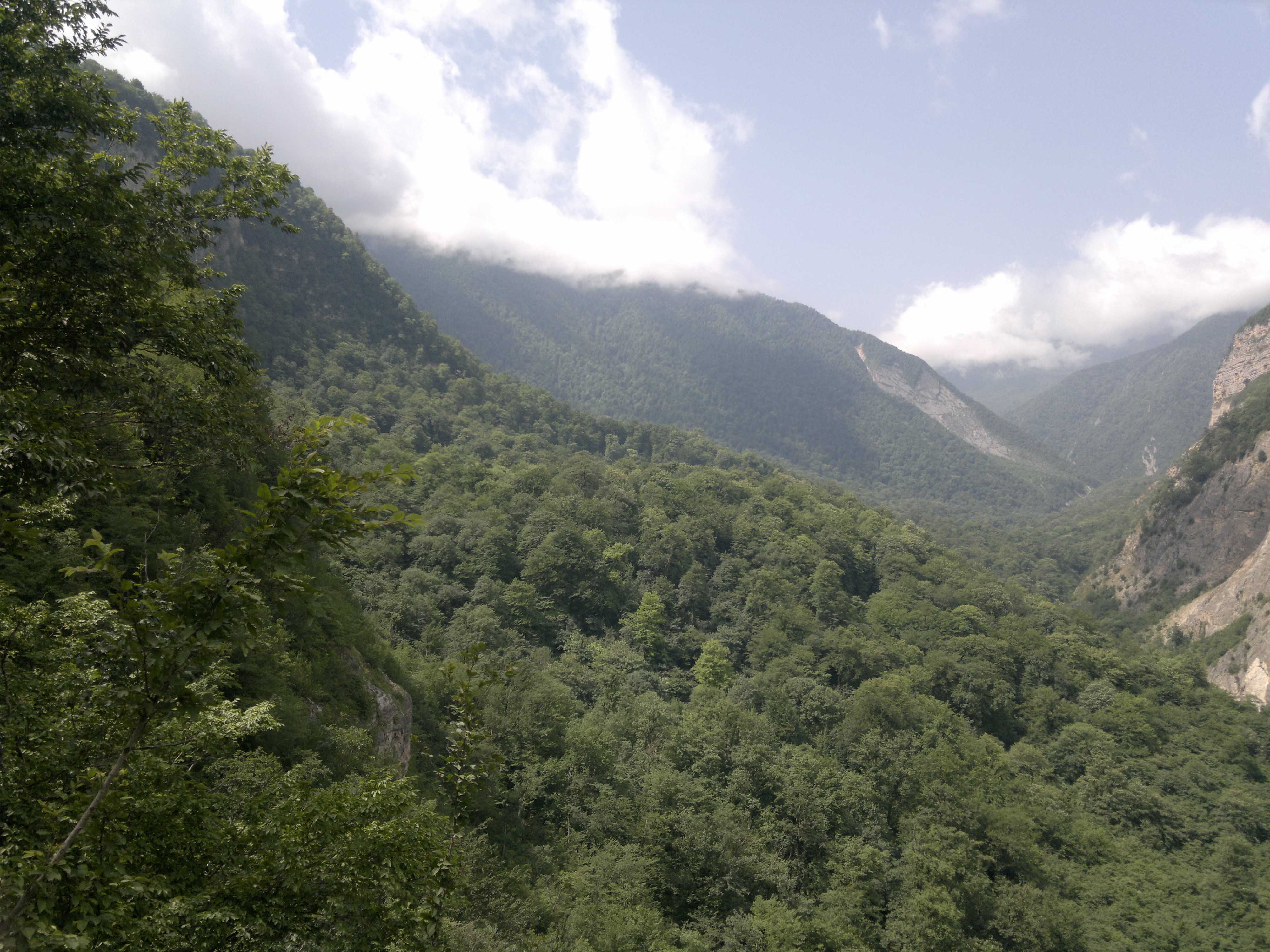Forest