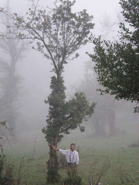 Forest