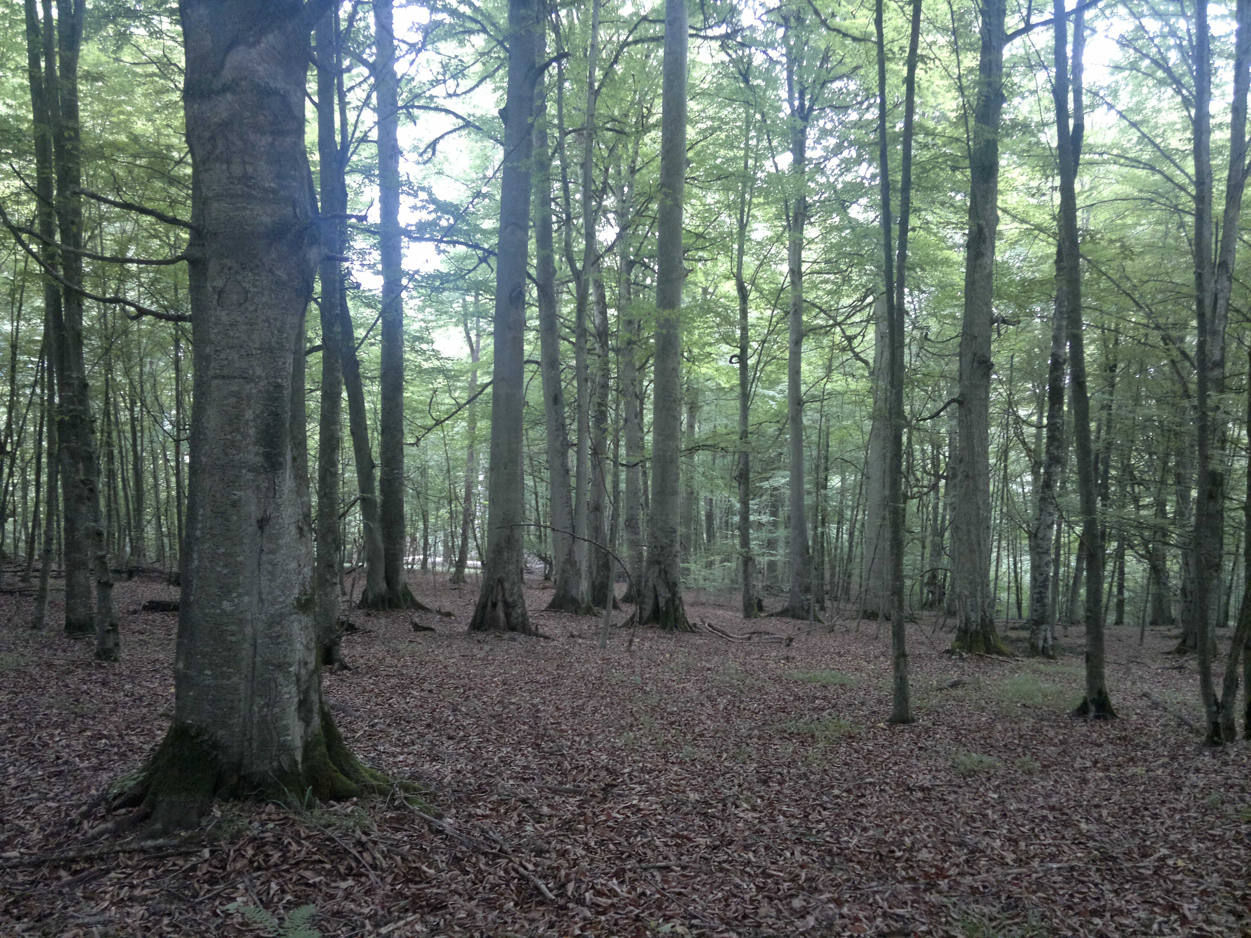 Forest