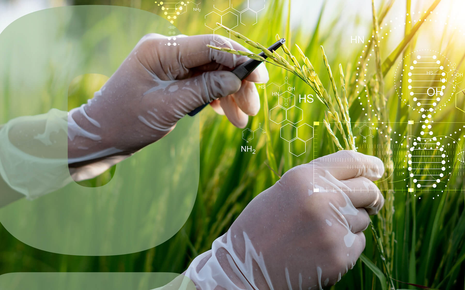     Transgenic plants
